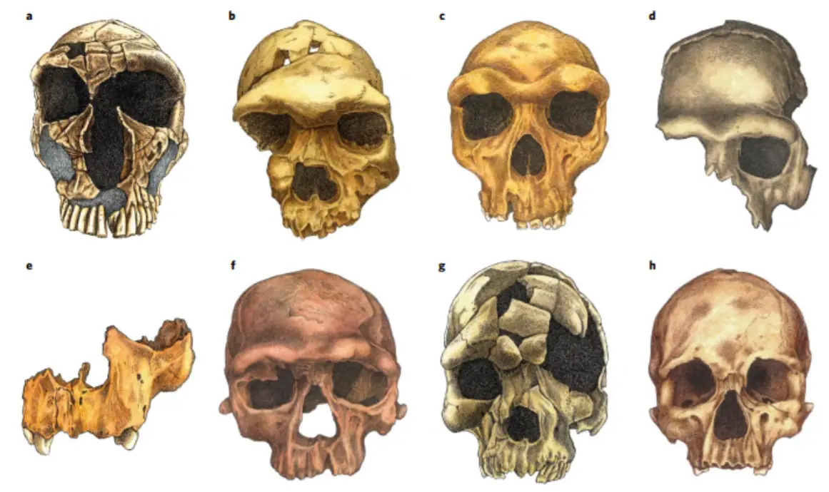 How Human face came to be