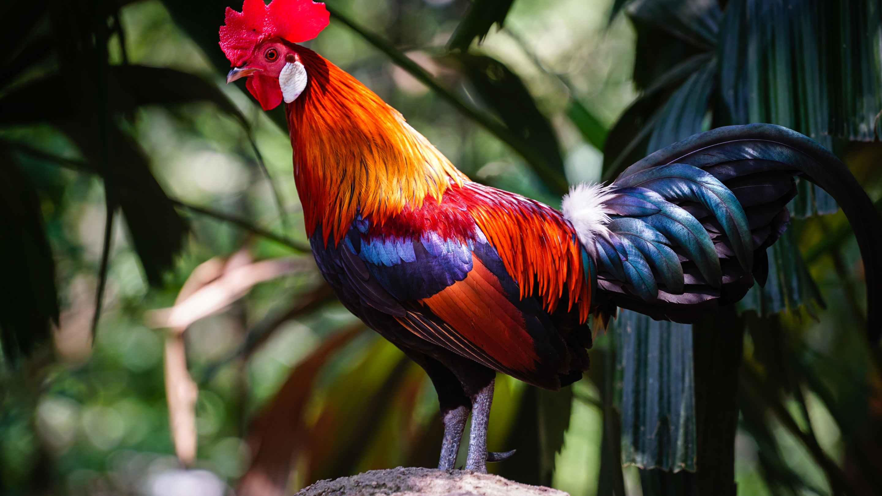 The Fascinating History of Chicken Domestication ðŸ”âœ¨